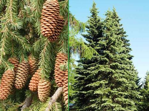 Ель сибирская посадка и уход. Ель сибирская 04