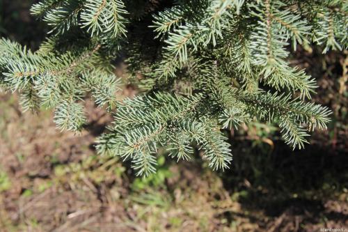 Ель сибирская посадка и уход. Ель сибирская 02