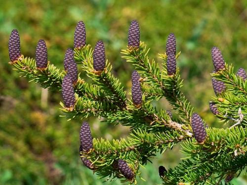 Ель сибирская: описание. Ель сибирская (Picea abies v. obovata)