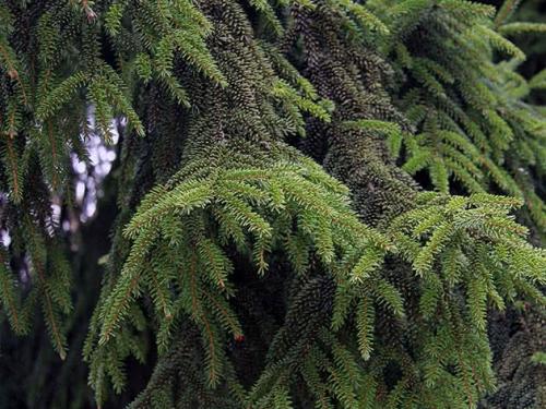 Ель сибирская корневая система. Ботаническое описание