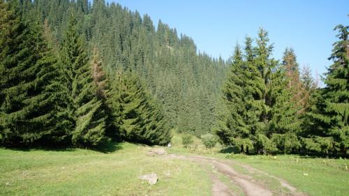 Ель сибирская посадка и уход. Ель сибирская 01