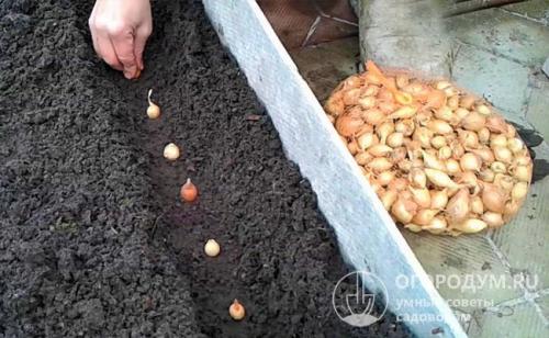 Лук севок орион. Рекомендации по агротехнике