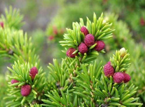 Ель сибирская: описание. Ель сибирская (Picea abies v. obovata)