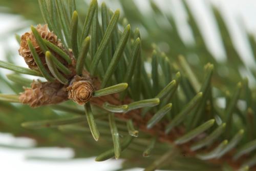 Ель сибирская: описание. Ель сибирская (Picea abies v. obovata)