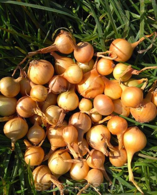 Сорта репчатого лука для Западно-Сибирского региона. Описание и характеристика сорта