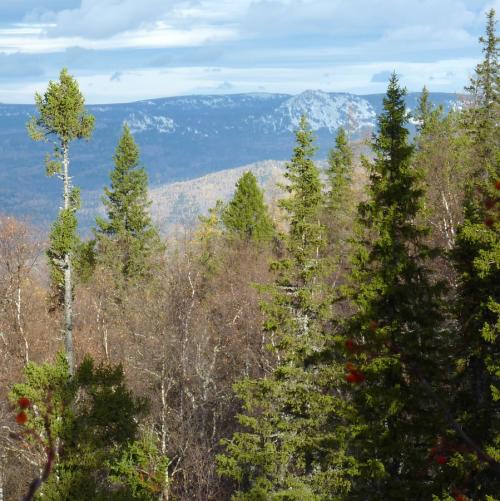 Ель сибирская: описание. Ель сибирская (Picea abies v. obovata)
