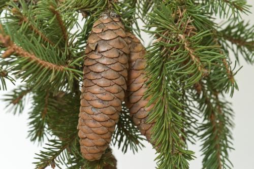 Ель сибирская: описание. Ель сибирская (Picea abies v. obovata)