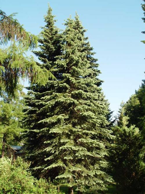 Ель сибирская: описание. Ель сибирская (Picea abies v. obovata)