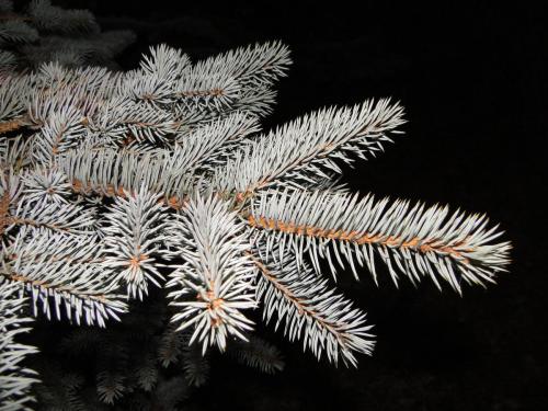 Ель сибирская посадка и уход. Ель сибирская 06