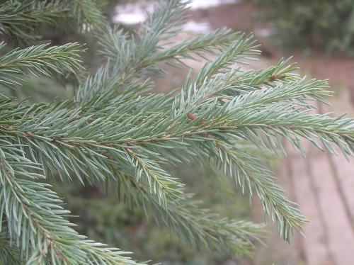 Ель сибирская: описание. Ель сибирская (Picea abies v. obovata)