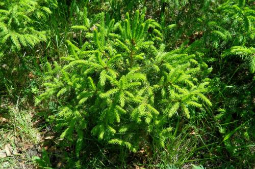 Ель сибирская посадка и уход. Ель сибирская 05