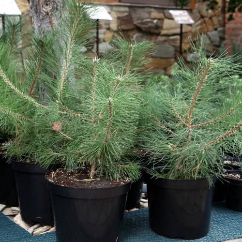 Сосна крымская зимостойкость. Сосна крымская