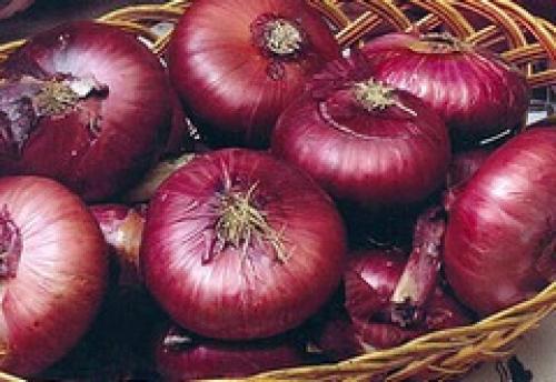 Сорта лука репчатого для Восточно-Сибирского региона. сорта лука репчатого для выращивания в Волго-Вятском регионе 12