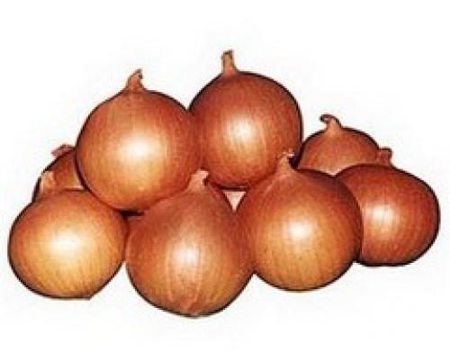Сорта лука репчатого для Восточно-Сибирского региона. сорта лука репчатого для выращивания в Волго-Вятском регионе 17
