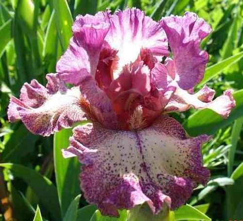 Как сажать ирисы корневищные. Выбор участка и подготовка почвы