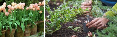 Как часто нужно пересаживать тюльпаны. ПРАВИЛЬНАЯ ПОСАДКА ТЮЛЬПАНОВ