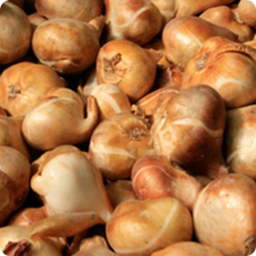 Как часто нужно пересаживать тюльпаны. ПРАВИЛЬНАЯ ПОСАДКА ТЮЛЬПАНОВ