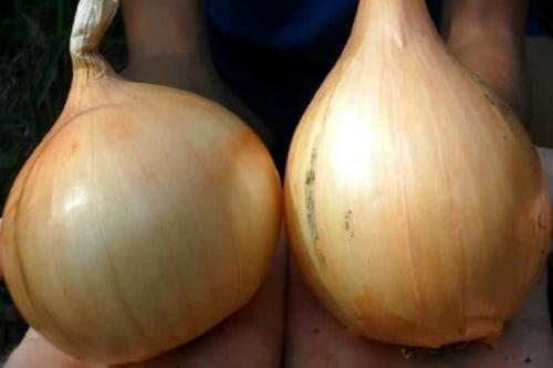 Лук озимый сладкий. Озимые сорта лука: описание, характеристики, преимущества и недостатки