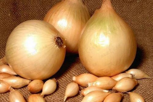 Лук озимый сладкий. Озимые сорта лука: описание, характеристики, преимущества и недостатки