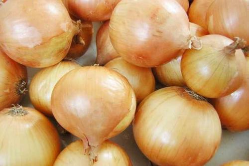 Лук озимый сладкий. Озимые сорта лука: описание, характеристики, преимущества и недостатки
