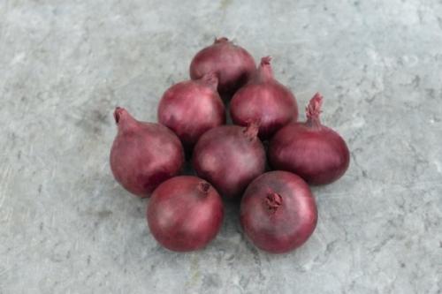 Зимние сорта лука голландской селекции. Топ-11 лучших сортов лука-севка голландской селекции и их описание