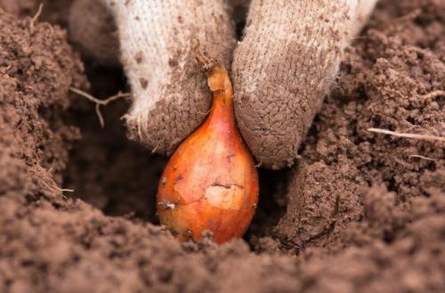 Описание сортов озимого лука-севка. Осенняя посадка озимого лука-севка 09 Описание сортов озимого лука-севка. Осенняя посадка озимого лука-севка 09