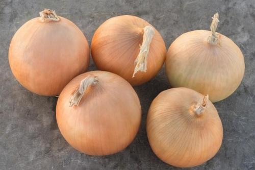 Лук озимый сладкий. Озимые сорта лука: описание, характеристики, преимущества и недостатки