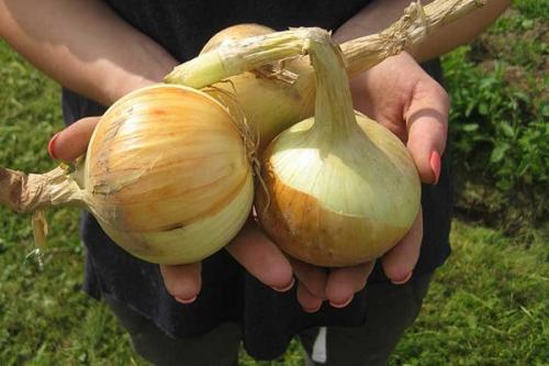 Лук озимый сладкий. Озимые сорта лука: описание, характеристики, преимущества и недостатки