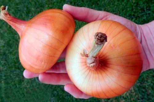 Лук озимый сладкий. Озимые сорта лука: описание, характеристики, преимущества и недостатки