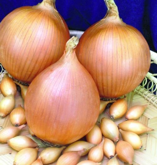 Зимние сорта лука голландской селекции. Топ-11 лучших сортов лука-севка голландской селекции и их описание