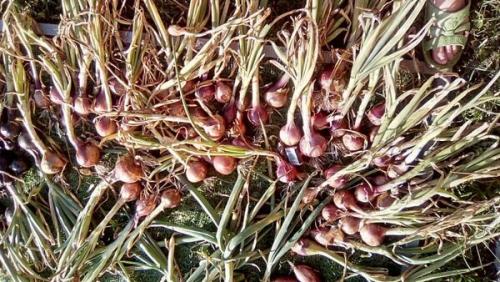 Озимый лук сибирский. Описание и характеристика сорта 14