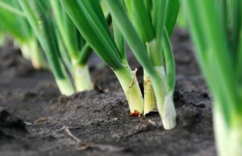 Озимый лук сибирский. Описание и характеристика сорта 07