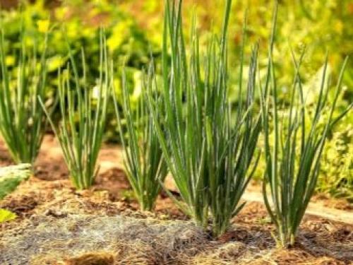 Озимый лук сибирский. Описание и характеристика сорта 03