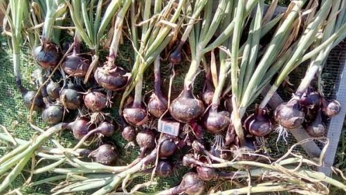 Озимый лук сибирский. Описание и характеристика сорта 15