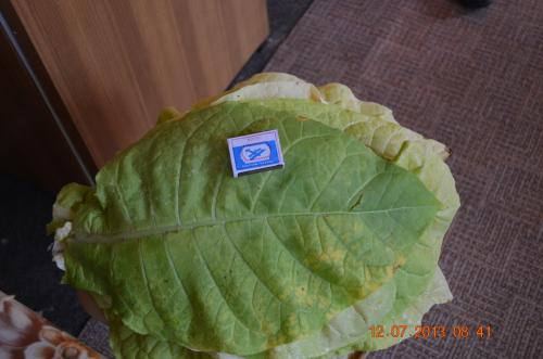 Уборка листьев табака, как узнать, что лист созрел. Определение зрелости табачного листа.