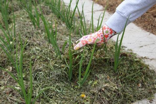 В чем преимущества использования мульчи в огороде. Разные задачи — один метод