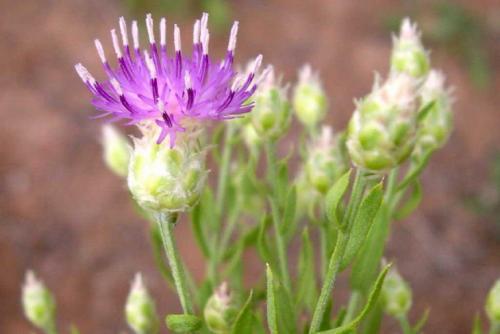 Без вреда для огорода: как вырастить большой урожай без вреда для природы 03