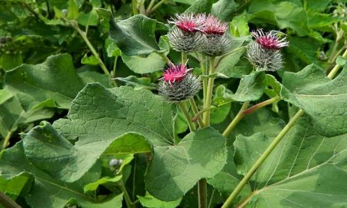 Без вреда для огорода: как вырастить большой урожай без вреда для природы 07