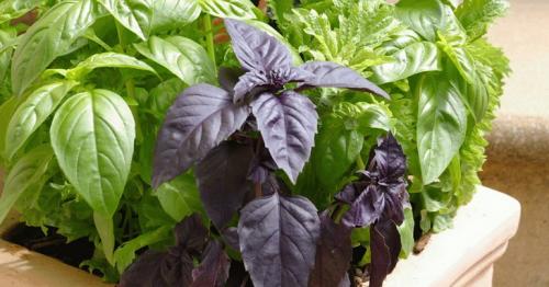 Без вреда для огорода: как вырастить большой урожай без вреда для природы 02