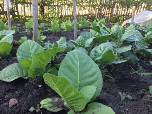 Выращивание табака от а до я. Преимущества выращивания табака на огороде