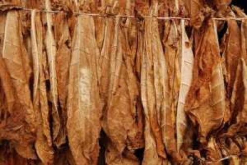 Как сушить табак. Как правильно сушить табак