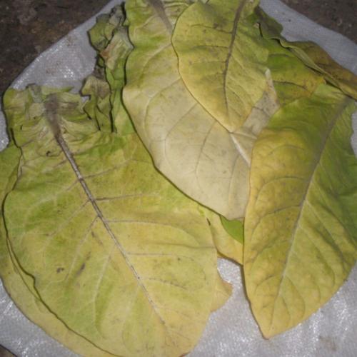 Как сушить табак гавана. Сбор и сушка табака в домашних условиях