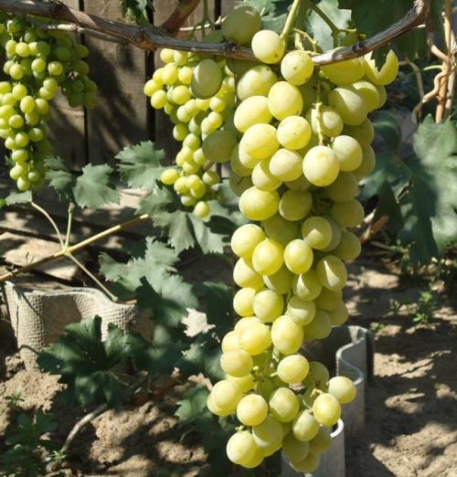 Как отличить виноградный сорт 4 от других сортов винограда. Продуктовый ликбез: пытаемся разобраться в оттенках виноградного