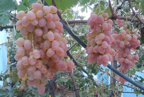 Как отличить виноградный сорт 4 от других сортов винограда. Продуктовый ликбез: пытаемся разобраться в оттенках виноградного