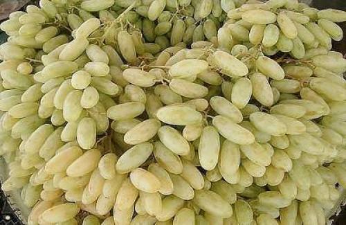 Как отличить виноградный сорт 4 от других сортов винограда. Продуктовый ликбез: пытаемся разобраться в оттенках виноградного