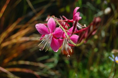Гаура размножение черенками. Как вырастить гауру – декоративный цветок