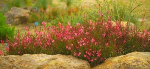 Гаура размножение черенками. Как вырастить гауру – декоративный цветок