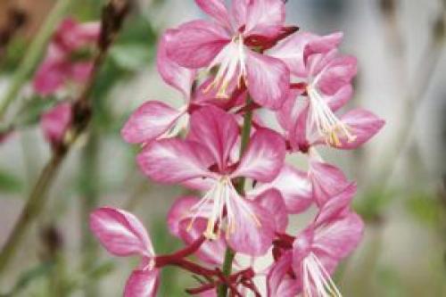 Гаура зимовка. Гаура — раскидистый крупный многолетник