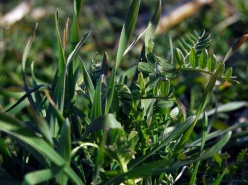 Какие преимущества у осеннего внесения органических удобрений перед весенним. Внесение органических удобрений
