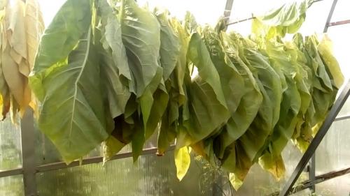 Определение спелости и выжелчивание табачного листа. Выжелчивание (томление) табака